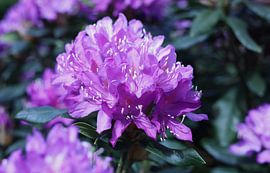 Violet Harmony – Nature in Bloom by PhotoManiX Artworks