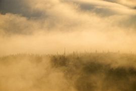 Goldenes Erwachen am Lusen von Max Schiefele