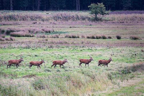 Herten in de bronstijd
