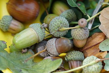 Glands entourés de feuilles