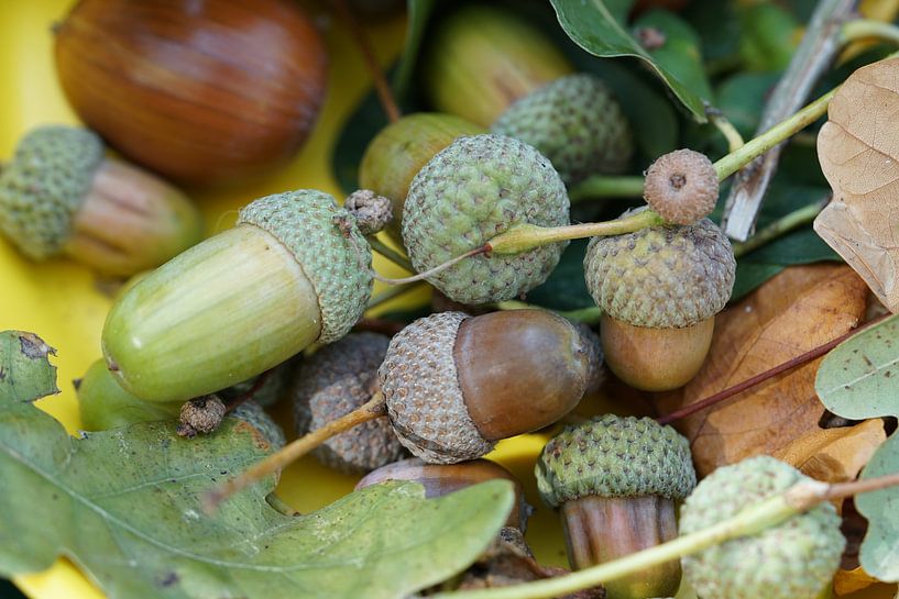 Glands entourés de feuilles par Korayu Photography
