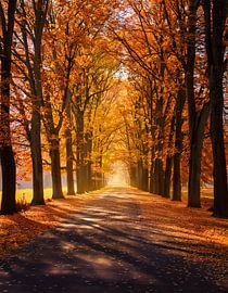Herfstbos met kleuren
