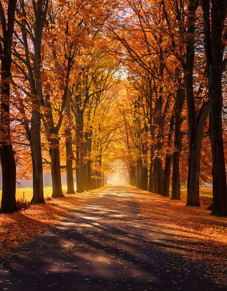 Autumn forest with colours by Mustafa Kurnaz