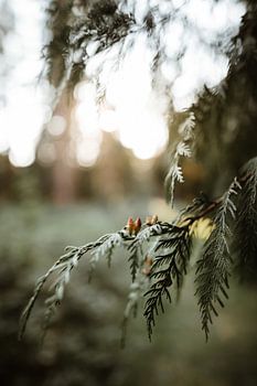 Summer on the Veluwe