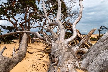 umgestürzte Bäume und Baumstümpfe auf dem Sand von Corrie Ruijer