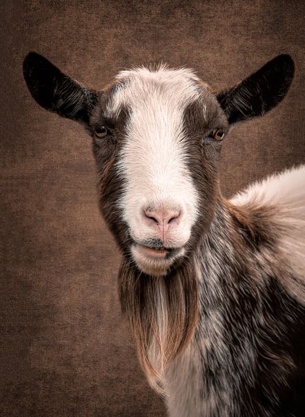 Goat by Marjolein van Middelkoop