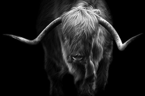 Highlander écossais sur Karel Ton