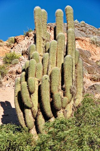 Droge natuur en majestueuze cactussen in Tilcara
