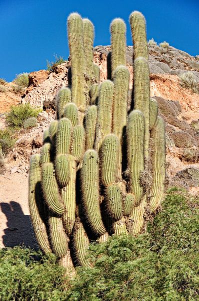 Arid nature and majestic cacti in Tilcara by Frank Photos
