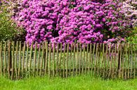 Garden fence and rhododendron flower, Bad Zwischenahn by Torsten Krüger thumbnail
