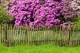 Clôture de jardin et floraison de rhododendrons, Bad Zwischenahn sur Torsten Krüger
