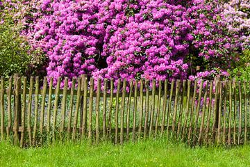 Garden fence and rhododendron flower, Bad Zwischenahn by Torsten Krüger