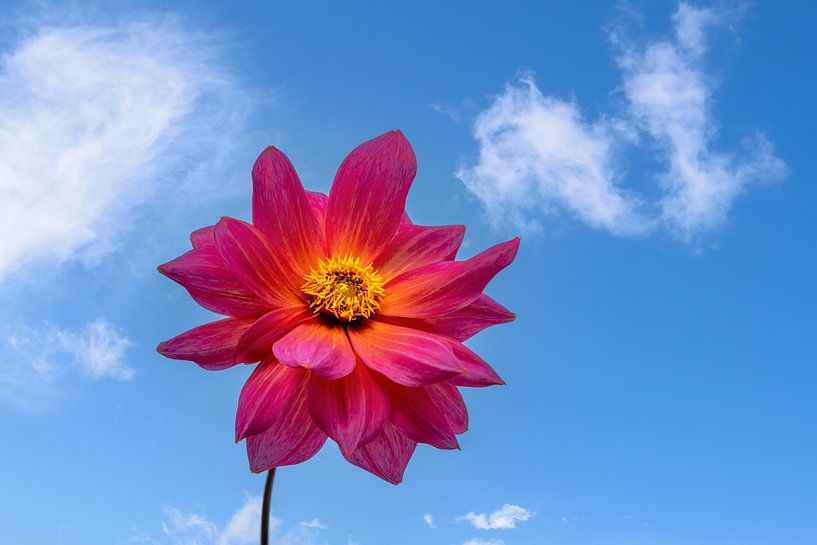 Roze dahliabloesem tegen een blauwe lucht van ManfredFotos