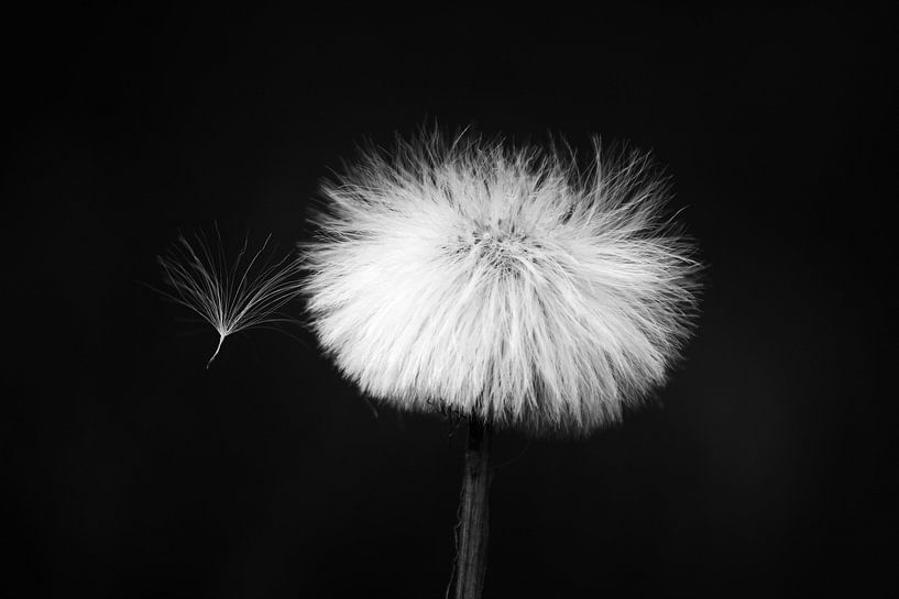 Pissenlit duveteux en noir et blanc par Ingrid Meuleman
