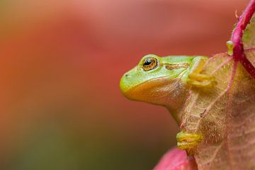 Tree frog in fall colours by Carol Thoelen