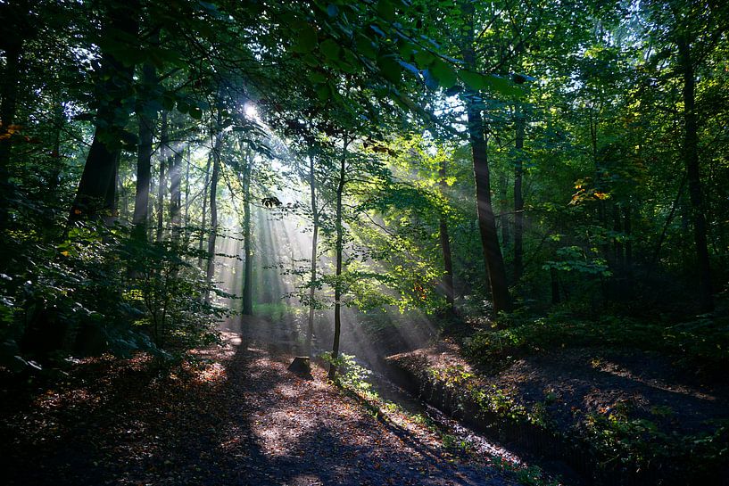 Herfstbos by Job ter Steege