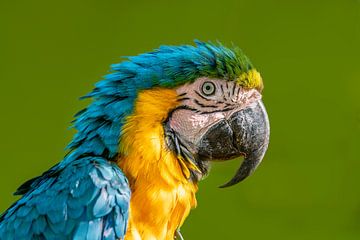 Head Portrait of a Yellow Breasted Macaw (Ara ararauna) on a Green Background by Mario Plechaty Photography