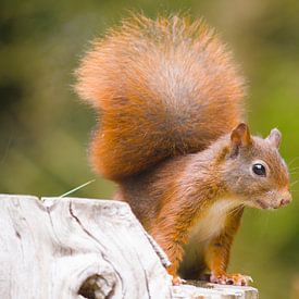 squirrel in action by Stobbe; stiltegrafie