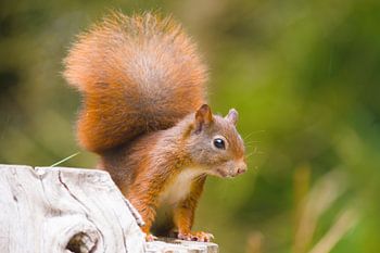 Eichhörnchen in Aktion