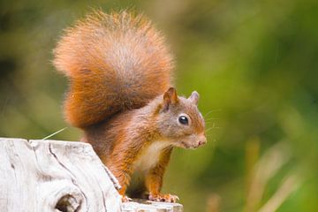 Eichhörnchen in Aktion von Stobbe; stiltegrafie