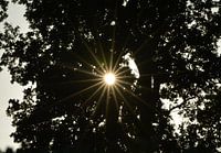 Zon door de bomen