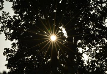 Zon door de bomen sur Truus Koster