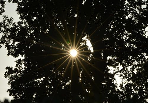 Zon door de bomen