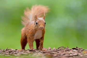 Eichhörnchen im Wald von Dirk Claes