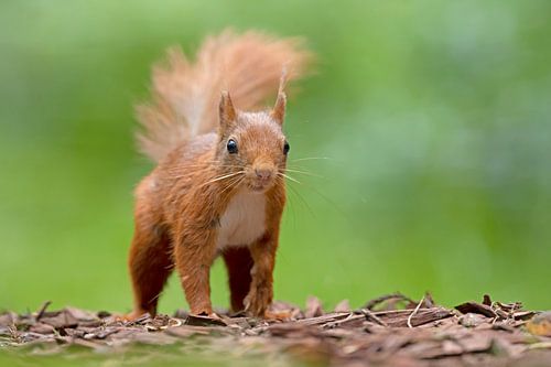 Eichhörnchen im Wald