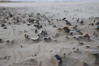 Strandkunst - Kunst der Natur mit Muscheln