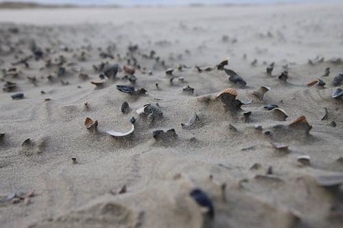 Strandkunst - kunst van de natuur met schelpen van Eibert van de Glind