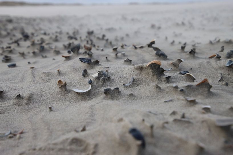 Strandkunst - Kunst der Natur mit Muscheln von Eibert van de Glind