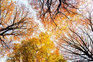 Aufwärtsblick in einem sonnigen Wald während eines schönen nebligen Herbsttages mit braunen goldenen