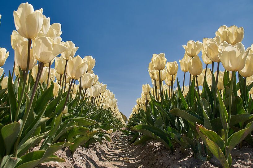 Weiße Tulpen von Ad Jekel