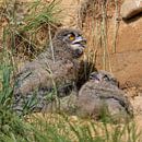 Eurasian Eagle Owls ( Bubo bubo ), young chicks on a warm sunny day, sitting / lying over day behind van wunderbare Erde thumbnail