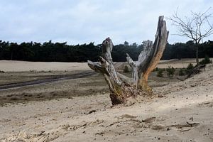 Ein Baumstumpf auf einer Sandverwehung