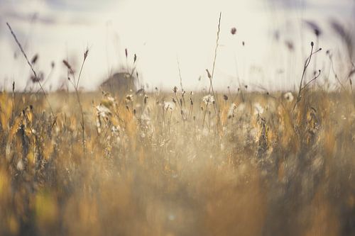 Planken Wambuis part 24