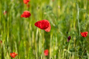Veld met helderrode maïspapaverbloemen in de lente van de-nue-pic