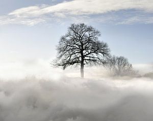 L'arbre dans les nuages II