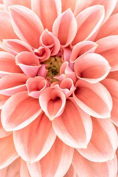 Dahlia flower close-up by Lorena Cirstea