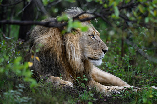 Portrait en gros plan d'un lion en Afrique sur Chi