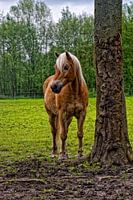 Prachtige Haflinger hengst(HDRversie)