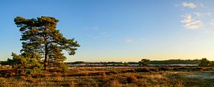 Sonnenaufgang im Treibsand-Naturschutzgebiet Hulshorsterzand