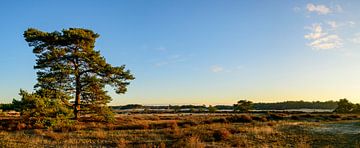 Sonnenaufgang im Treibsand-Naturschutzgebiet Hulshorsterzand von Sjoerd van der Wal Fotografie