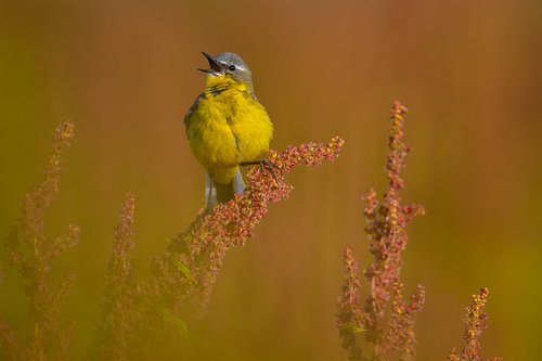 A singing yellow wagtail on red sorrel