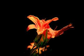 Élégant sur Thomas Jäger