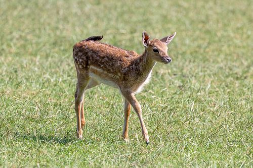 Ein Reh in der Wiese