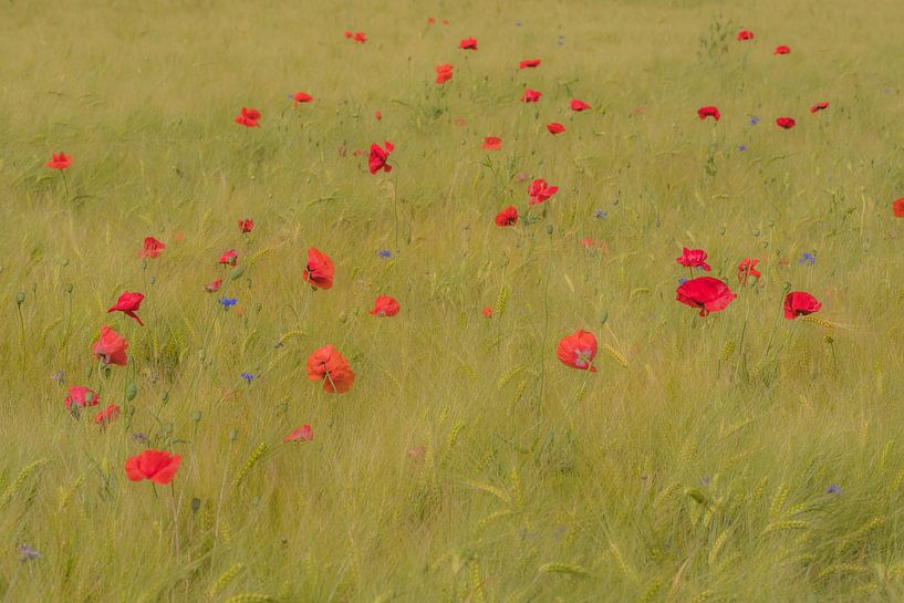 Korenveld met klaprozen op Landgoed Marienwaerdt van Moetwil en van Dijk - Fotografie