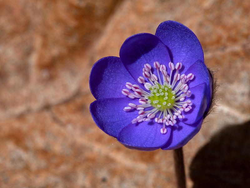 Liverwort van Andreas Müller