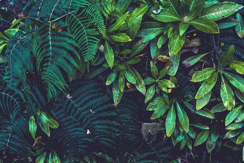 Jungle Fever